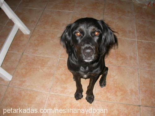 zeytin Dişi Labrador Retriever