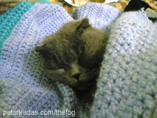 mıncır Dişi Scottish Fold