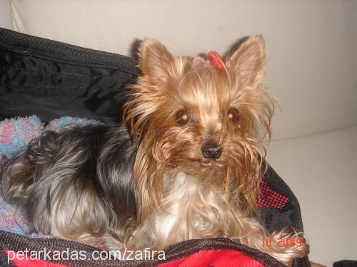 zafira Dişi Yorkshire Terrier