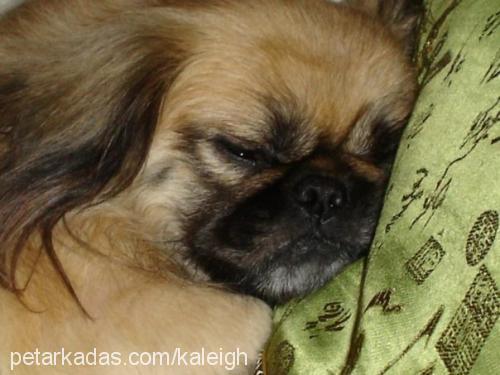 fıstık Dişi Pekingese