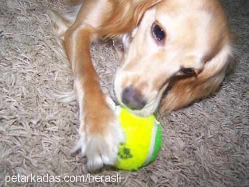 Hera Dişi İngiliz Cocker Spaniel