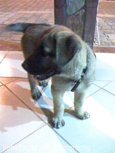 cesur Erkek Kangal