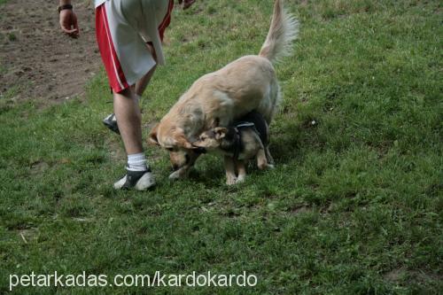 müjde Dişi Sokö (Sokak Köpeği)