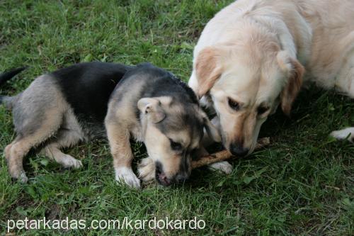 müjde Dişi Sokö (Sokak Köpeği)