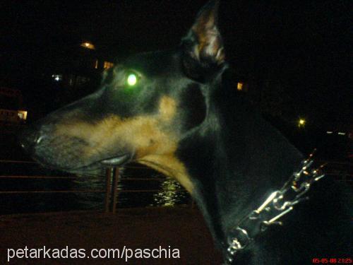 paschia Erkek Doberman Pinscher