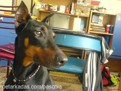 paschia Erkek Doberman Pinscher