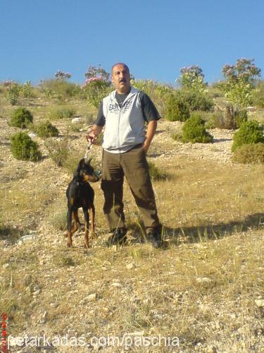 paschia Erkek Doberman Pinscher