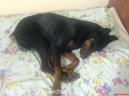 paschia Erkek Doberman Pinscher