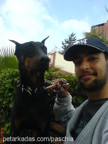 paschia Erkek Doberman Pinscher