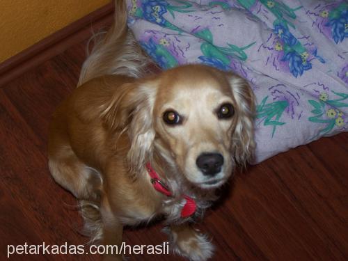 Hera Dişi İngiliz Cocker Spaniel