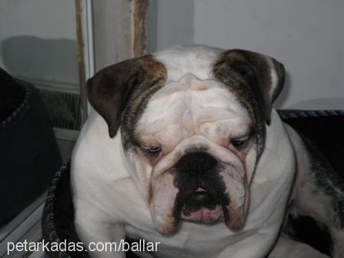 paşa Erkek İngiliz Bulldog