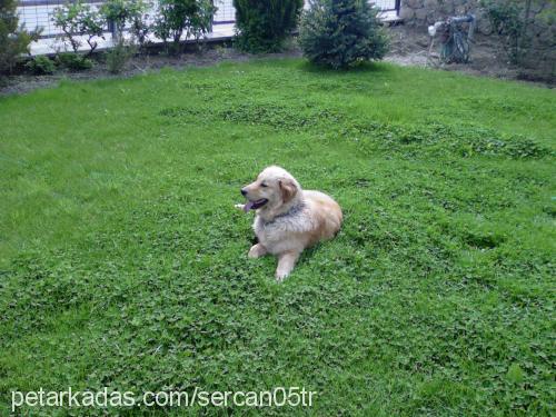 hectoryücel Erkek Golden Retriever