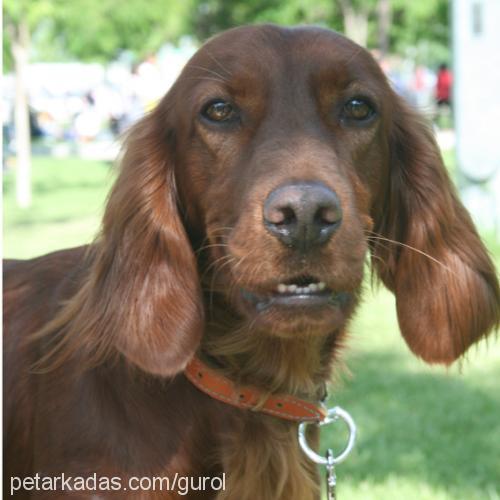 puppy Dişi İrlandalı Setter