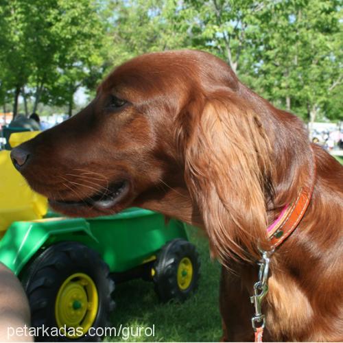 puppy Dişi İrlandalı Setter