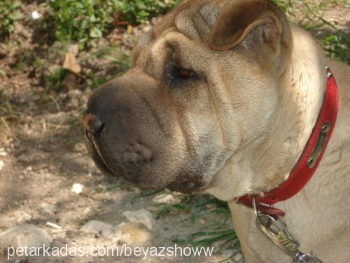 sugar Dişi Çin Shar-Pei