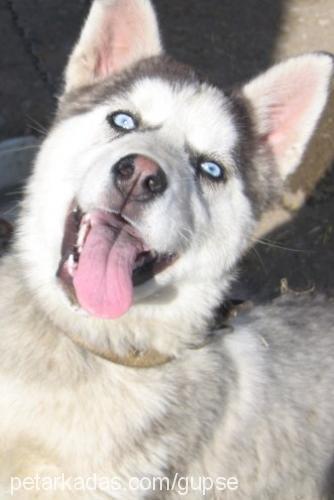 patron Erkek Sibirya Kurdu (Husky)