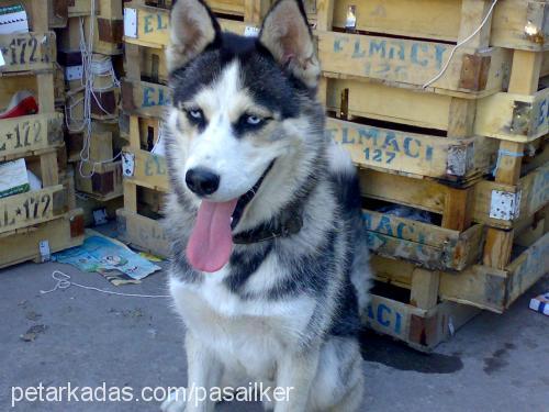 paşa Erkek Sibirya Kurdu (Husky)