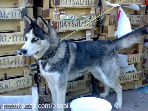 paşa Erkek Sibirya Kurdu (Husky)