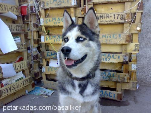 paşa Erkek Sibirya Kurdu (Husky)