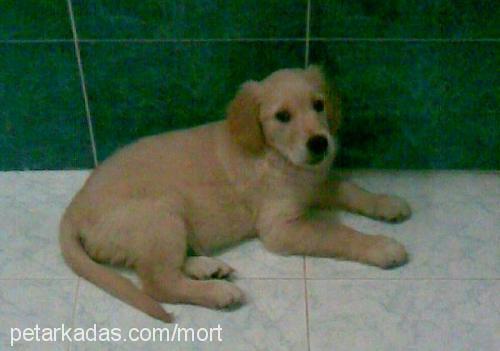 lisa Dişi Golden Retriever