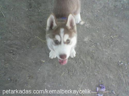 leydi Dişi Alaskan Malamute