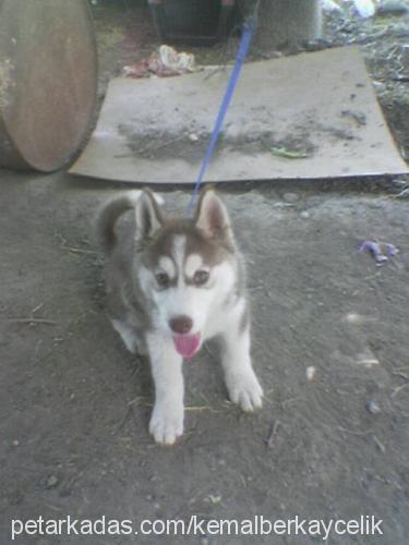 leydi Dişi Alaskan Malamute