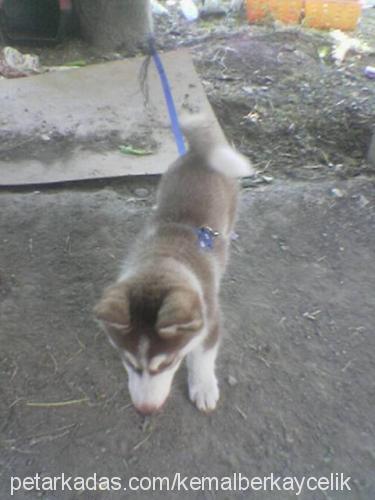 leydi Dişi Alaskan Malamute