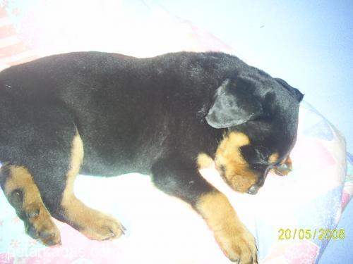 ares Erkek Rottweiler