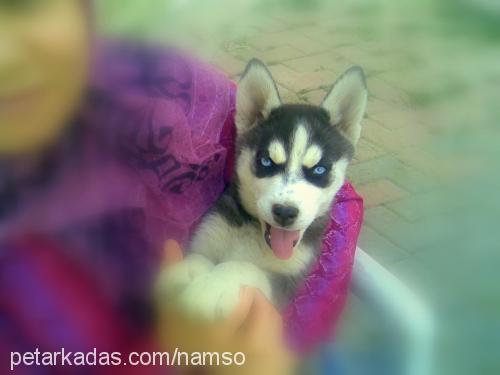 beter Dişi Sibirya Kurdu (Husky)