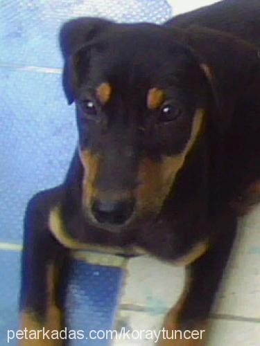 duman Erkek Doberman Pinscher