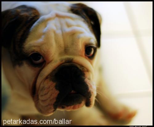 paşa Erkek İngiliz Bulldog