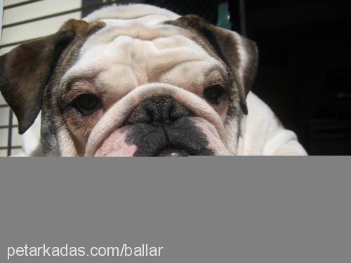 paşa Erkek İngiliz Bulldog