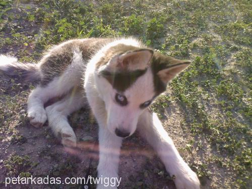 russia Dişi Sibirya Kurdu (Husky)