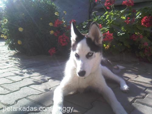 russia Dişi Sibirya Kurdu (Husky)