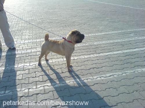 sugar Dişi Çin Shar-Pei