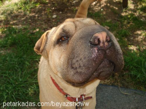 sugar Dişi Çin Shar-Pei