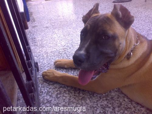 ares Erkek Bandogge Mastiff