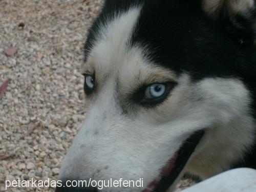 efendİ Erkek Sibirya Kurdu (Husky)