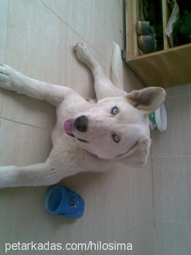 atlas Erkek Sibirya Kurdu (Husky)