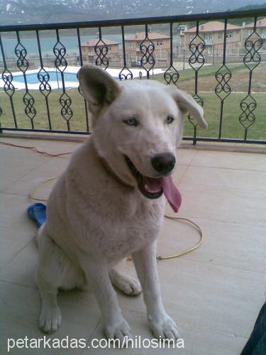 atlas Erkek Sibirya Kurdu (Husky)