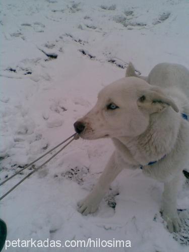 atlas Erkek Sibirya Kurdu (Husky)