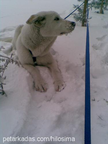 atlas Erkek Sibirya Kurdu (Husky)