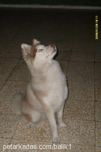 şiwa Erkek Sibirya Kurdu (Husky)