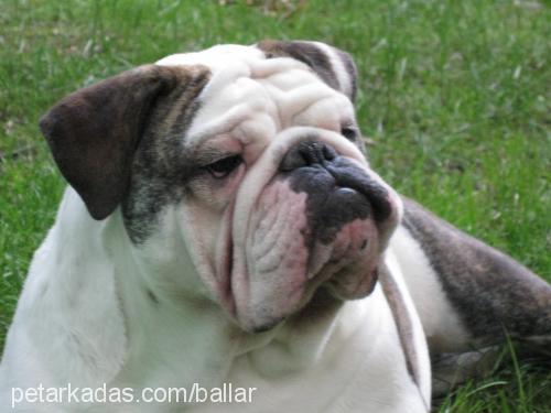 paşa Erkek İngiliz Bulldog