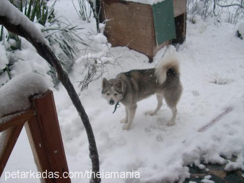 leonardodavinci Erkek Sibirya Kurdu (Husky)