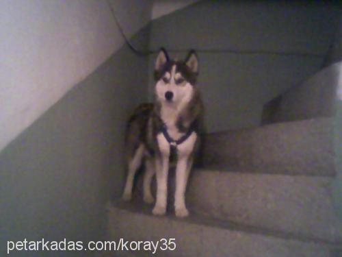 zeus Erkek Alaskan Malamute