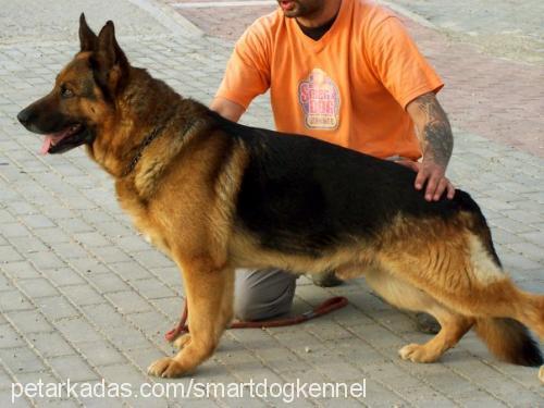 arthur Erkek Alman Çoban Köpeği