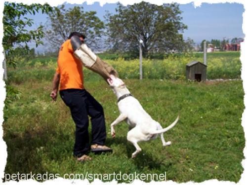 arthur Erkek Alman Çoban Köpeği