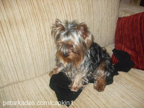 çapkın Erkek Yorkshire Terrier