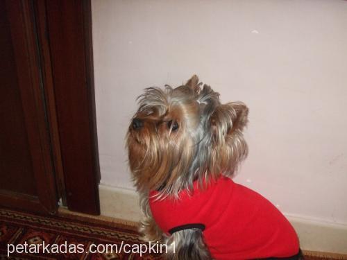 çapkın Erkek Yorkshire Terrier